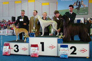 CH Dakira Sawahin wird bester Windhund (BIG) der Bundessieger-Zuchtschau 2007. Foto: Bettina Zinn